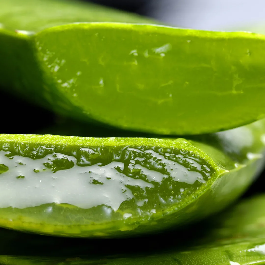 Aloe Vera, la planta de la inmortalidad que te hará rejuvenecer