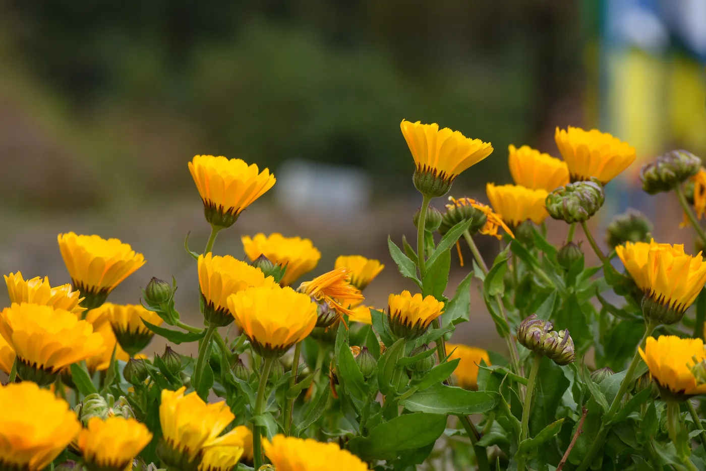 Flor de Caléndula, una maravilla de la Naturaleza
